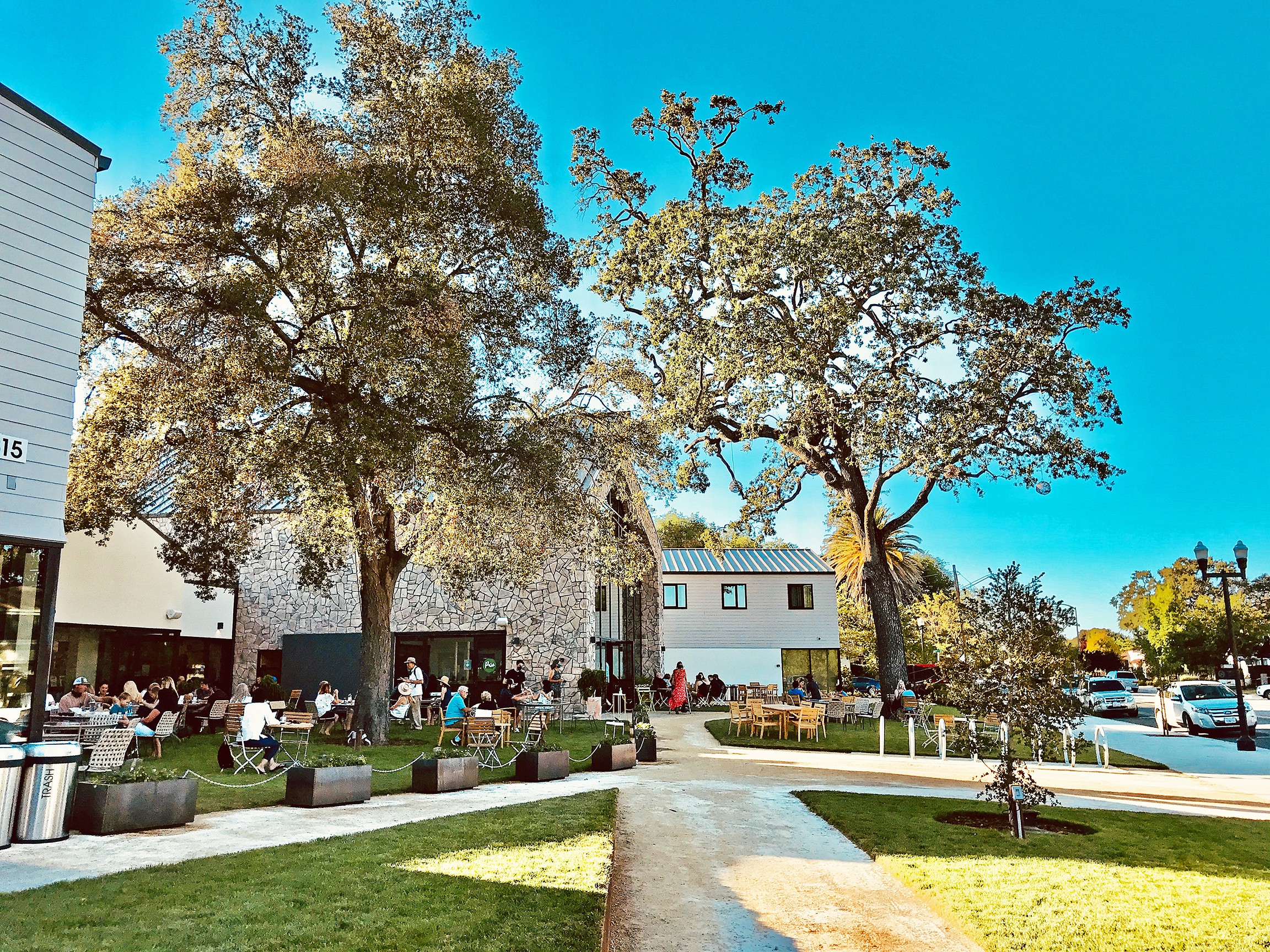 a tree in a park